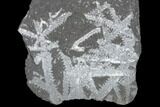 Fossil Graptolite Cluster (Didymograptus) - Great Britain #103408-1